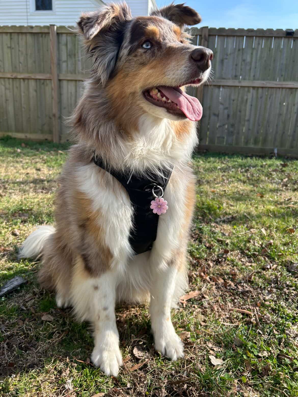 Australian shepherd dog wearing pink flower QR ID tag — Hola Lulu Pets